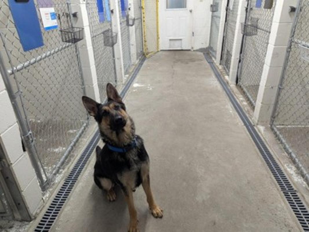 2025 Grant Impact Story - Supporting Compassionate Animal Care at the BC SPCA Quesnel Community Animal Centre